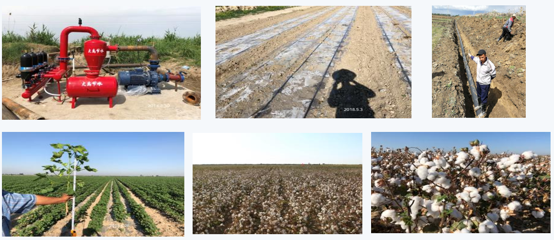 Projet de plantation de canne à sucre d’irrigation intégrée à l’eau et aux engrais en Ouzbékistan