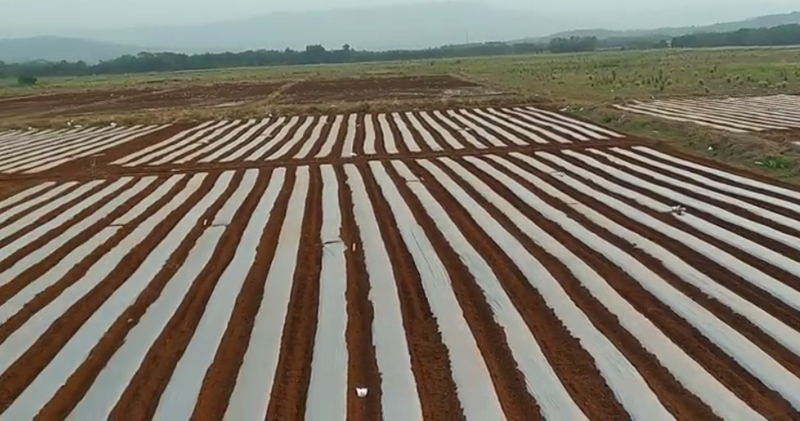 Projet de plantation de cantaloup en Indonésie